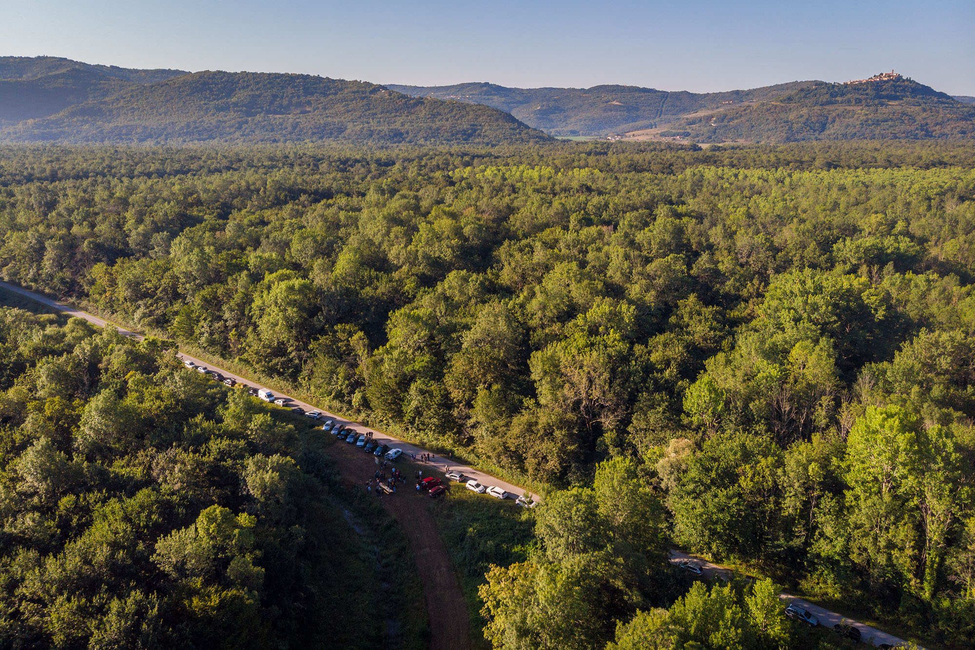 The Forest of Motovun