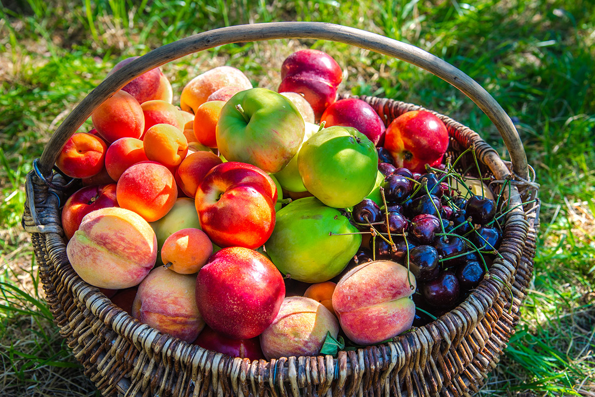 OPG Fruti Bertoša