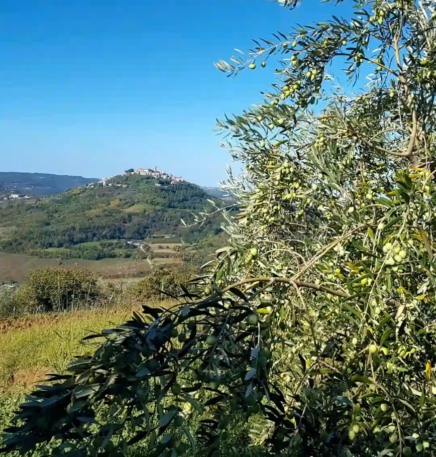 OLIVE OIL BELETIĆ